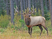 Bull Elk
