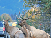 Elk Family