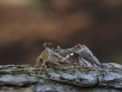 Macro shot of a moth.