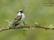 Chestnut-sided Warbler 