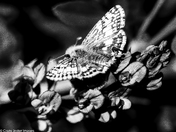 Checkered Skipper in B&W