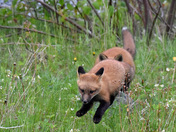 All aboard the K-Train  - Vulpes Vulpes