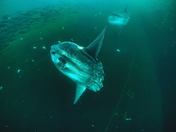 Holy      M O L A    M O L A !