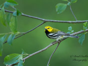 Black Throated Green Warbler 