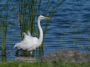 Majestic Egret