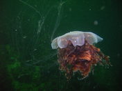 Lion mane jellyfish