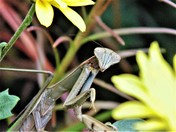 Praying Mantis