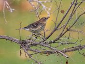 Feathered Perfection