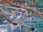 Autumn is time to have egrets in Cootes Paradise.