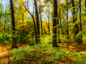 A  walk in the woods 