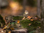 Opportunistic Chippy