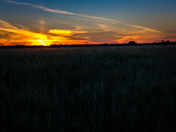 Prairie Sunset