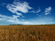 Ripening Wheat