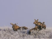 Three Moose in the frost - 1140239