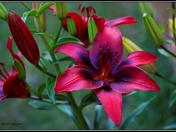 Gifts from my garden!