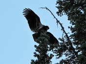 Golden Eagle Alights
