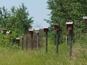 Rental Accommodation 