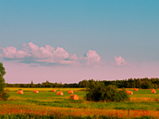 Prairie Harvest