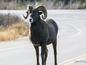 Big horn sheep