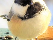 Chickadee