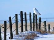 Snowy Owl