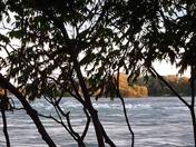 Lachine Rapids through sumachs