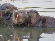 Lunch On The Shuswap 