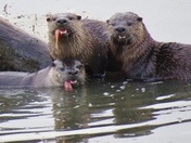 Lunch On The Shuswap 