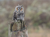 Long Eared Owl on a stump