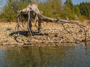  The elusive wood nymph