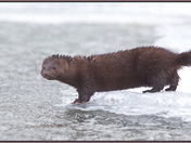 American Mink