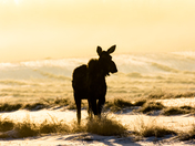 Morning Moose