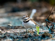 Killdeer on the beach 