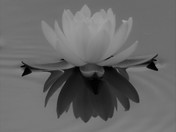 WATER LILY