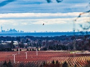 Flight Niagara to Toronto