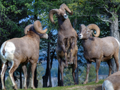 Say hello to my little friend...