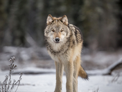 Grey Wolf