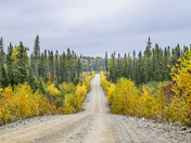 A Logging Road