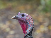 Wild Turkey 