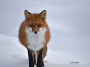 Winter winds fox