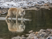 Upon Reflection
