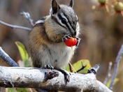 Chipmunk