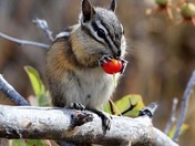 Chipmunk