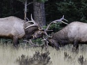 Establishing Dominance