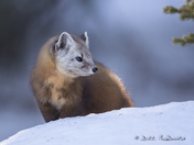 Pine Marten in snow