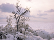 Ice Sculpture by Mother Nature