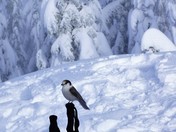  Gray Jay Snowshoe stop