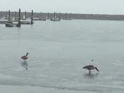 Canada Geese on Lake Erie
