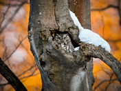 Screech Owl at Sunset