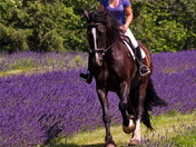 Lavender Field Rider